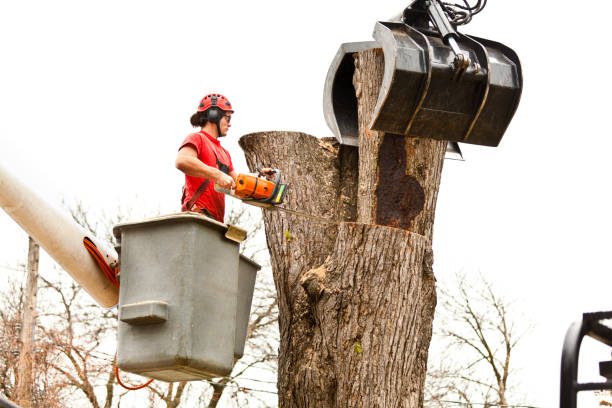 Best Tree Trimming and Pruning  in Milford Square, PA