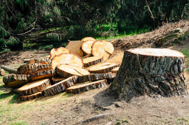 How Our Tree Care Process Works  in  Milford Square, PA